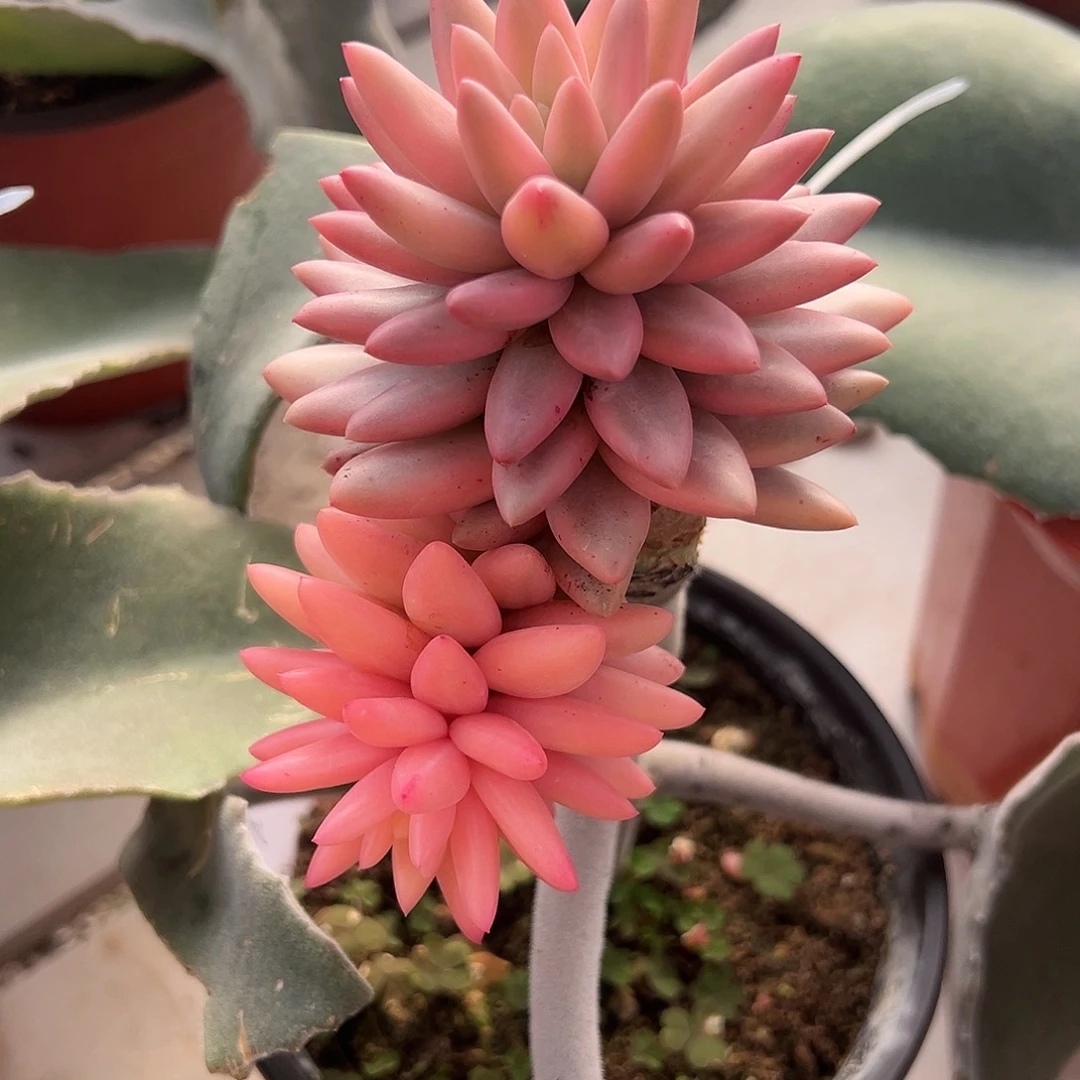 红蜻蜓锦多肉植物