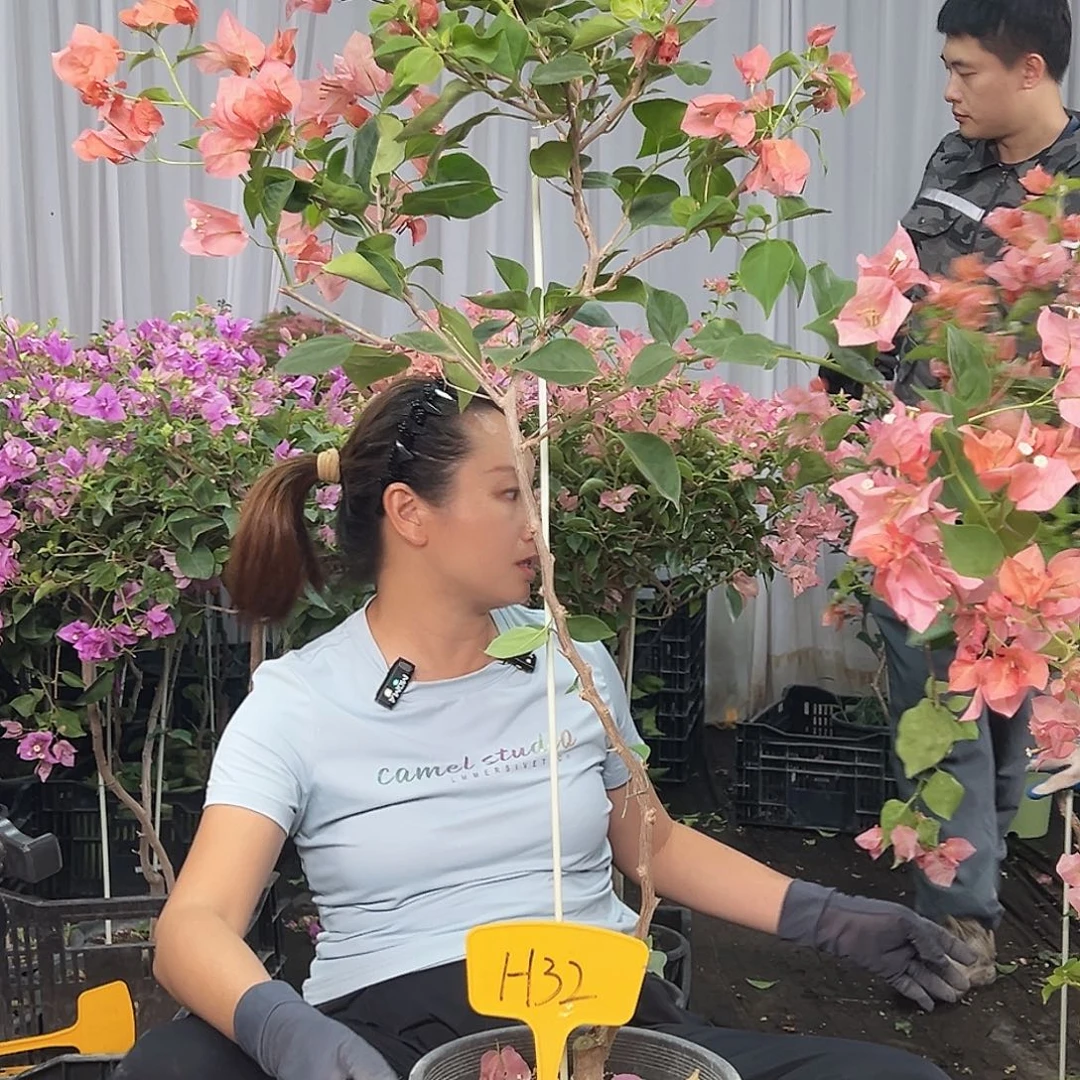 晚***橙当前无花栽培后可以开花H32不甜