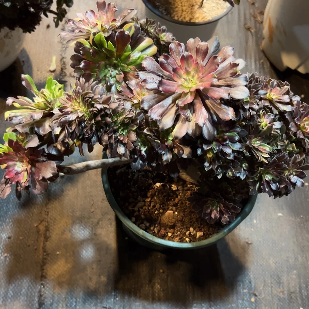 花脸粉黛全朵朵老桩瑕疵