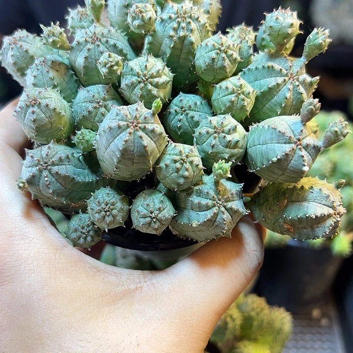 好根子吹布纹球群10公分带盆