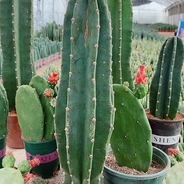 35公分原盆发货微瑕款量天尺