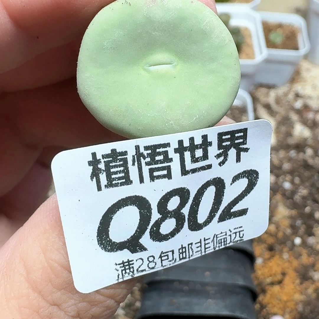 多肉植物的润泽的c