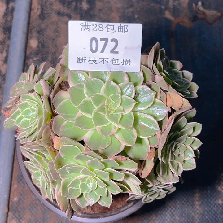 072万花筒多肉植物