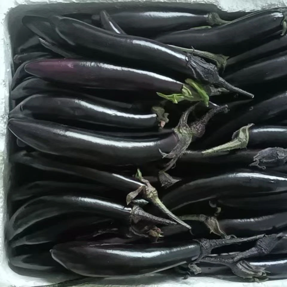 东北新鲜采摘紫长茄子当季时令蔬菜包邮到家