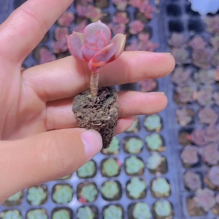 精品大红袍多肉植物