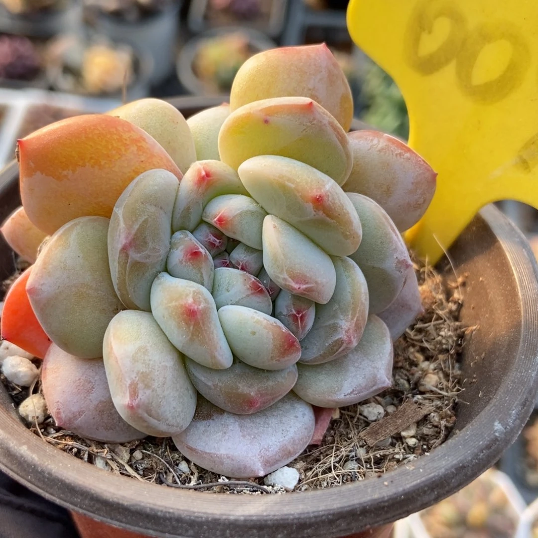 6096石榴籽锥多肉植物