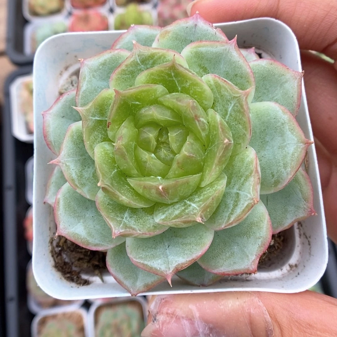 蔷薇珍妮可拍1071号