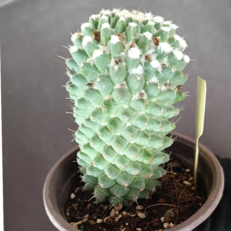 多粒丸 实生仙人球5-6公分