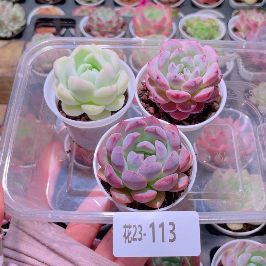 花利美23-113新品3颗
