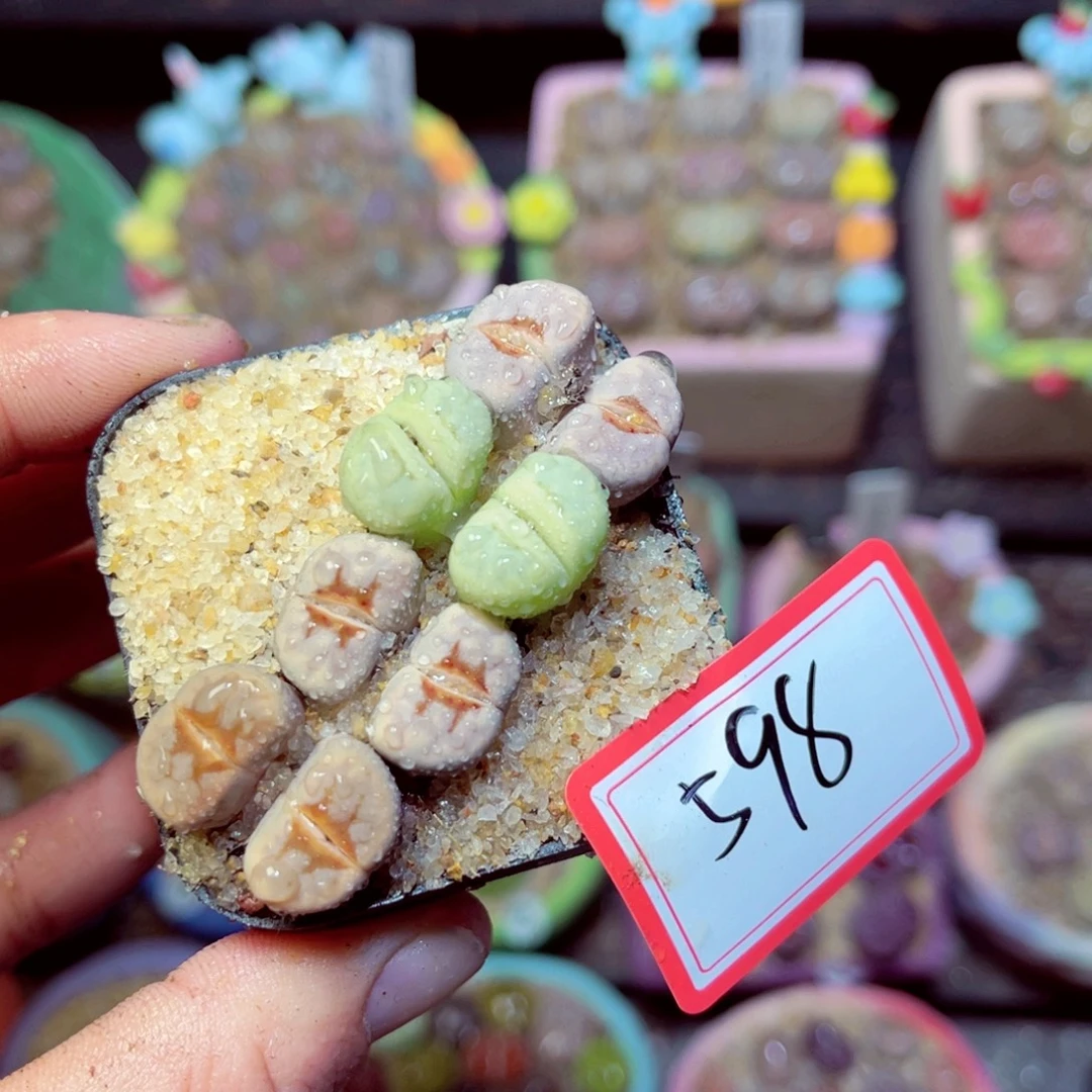 598生石花带盆发1