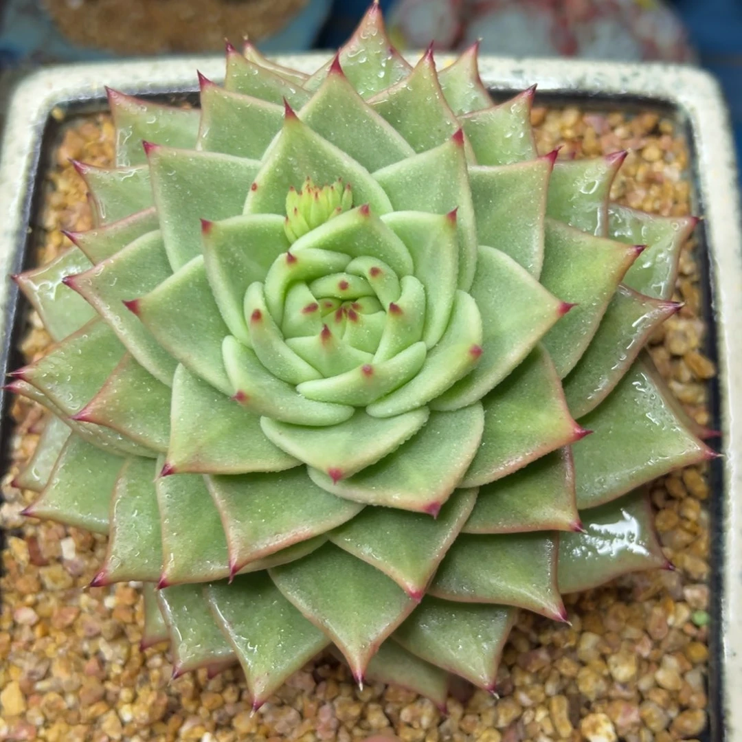 多肉植物一物一拍（82号）