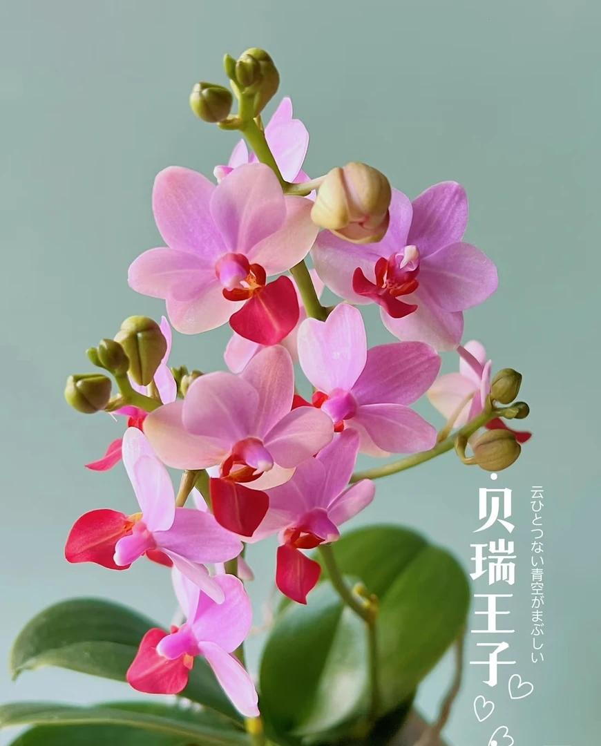 【贝瑞王子】蝴蝶兰苗子 3.0 杯带三个花剑室内盆栽花卉绿植