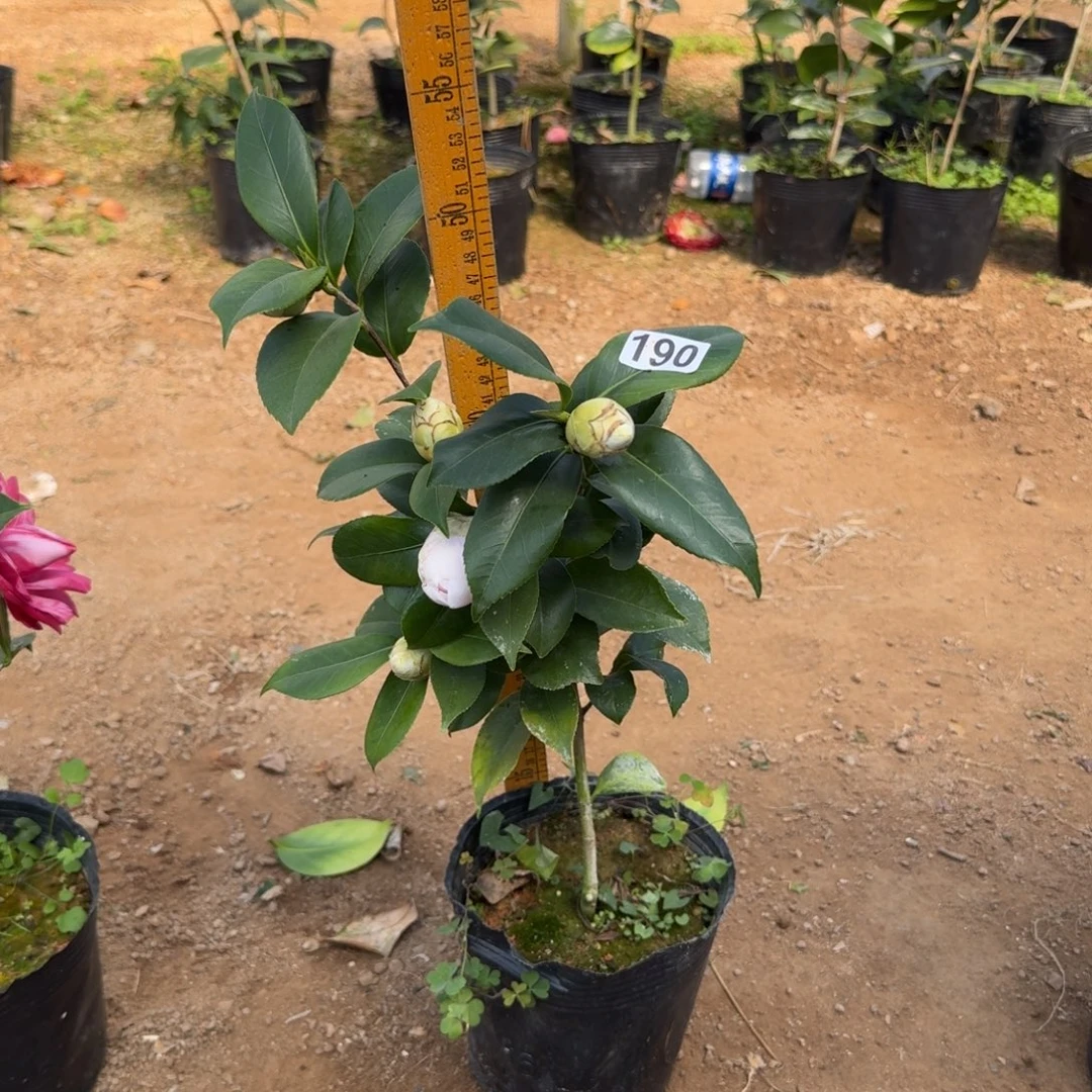 少量花朵（建议范围：2朵-5朵 或40%以下）190白乔