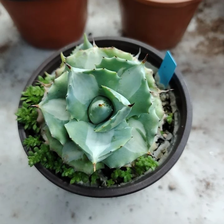 王妃雷神白中斑龙舌兰