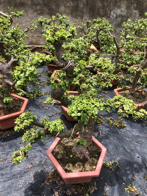 好养易活迎客松造型金枝玉叶老桩盆景带盆高度约50公分