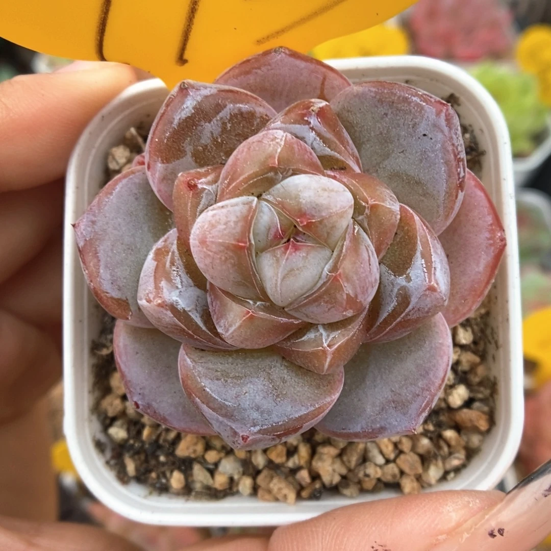 钻心珍妮793号。