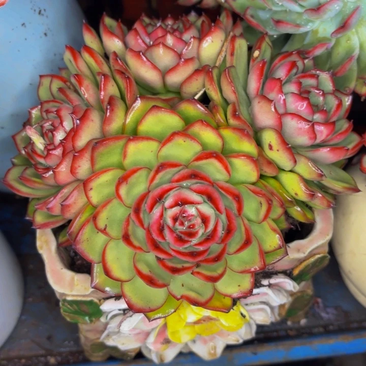 落***纷老桩精品肉肉万宝龙