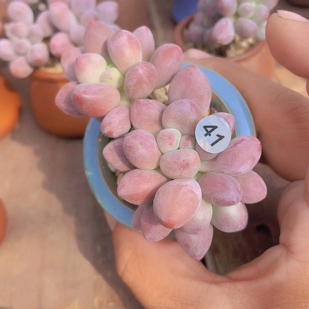 奶尖多肉多肉植物