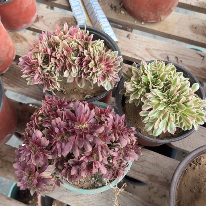 三颗法师特价默认瑕疵13