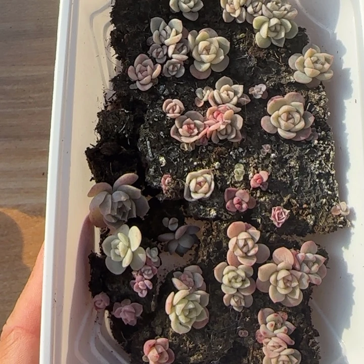 11王者系列种播苗一盒