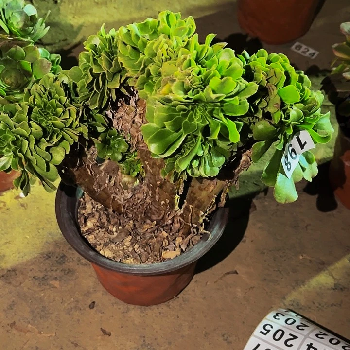 198绿羊绒多肉植物处理不售后缀化