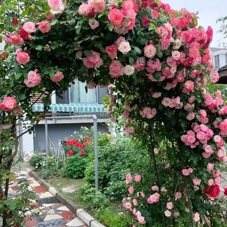 蔷薇花苗爬藤四季开花藤本月季花苗特大花卉盆栽爬墙植物庭院玫瑰