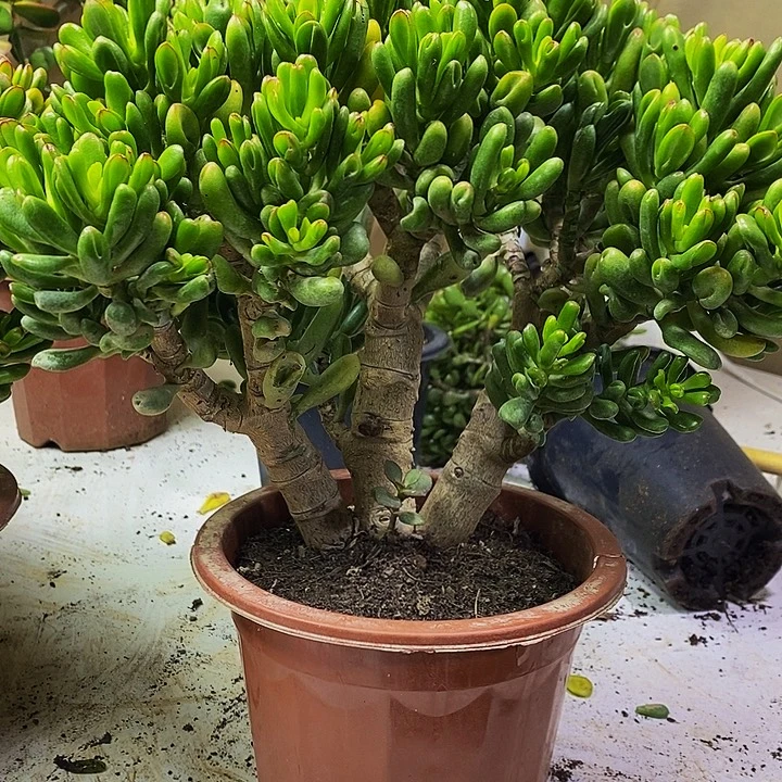 招财猫一物一拍多肉植物