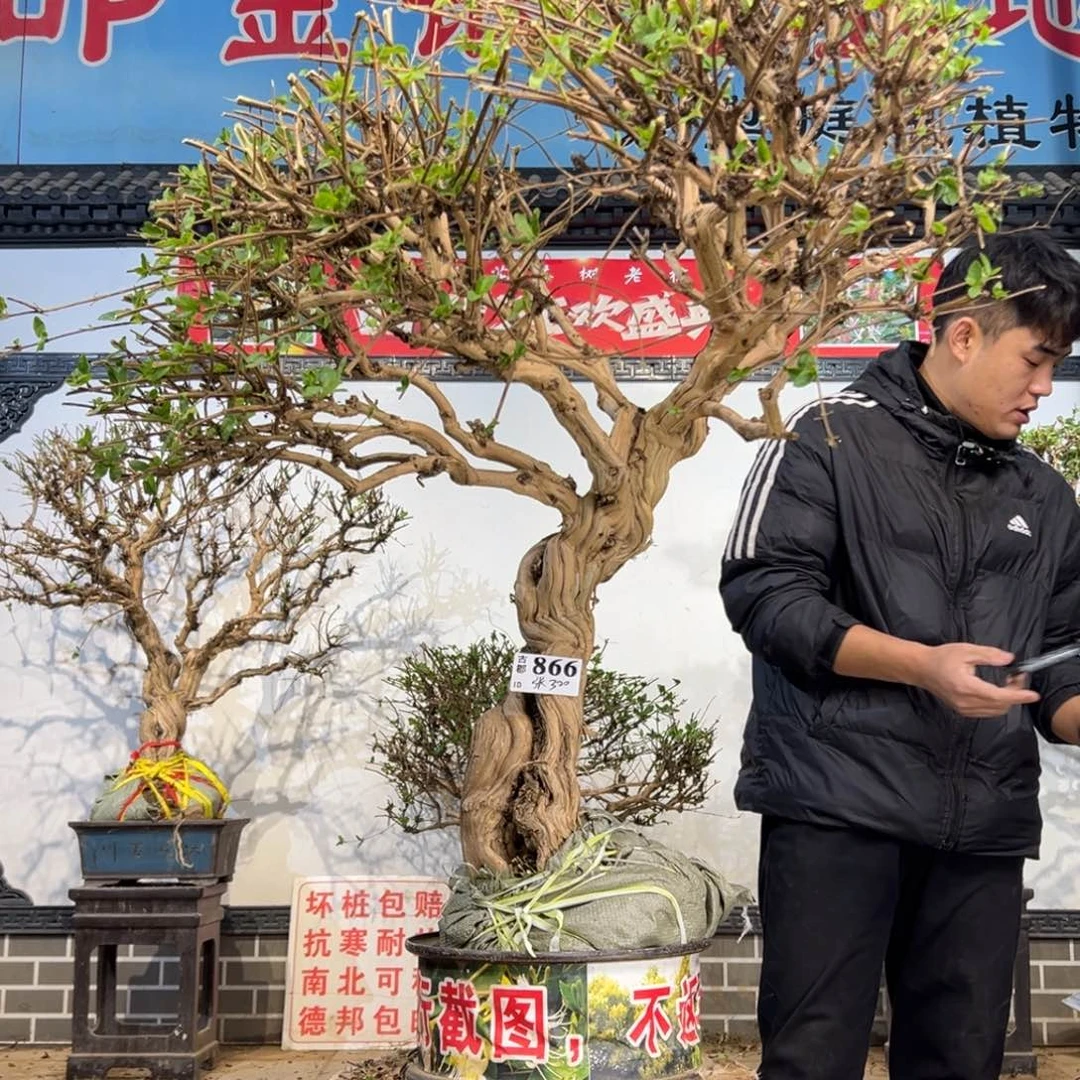 无花朵金银花开花265556956998