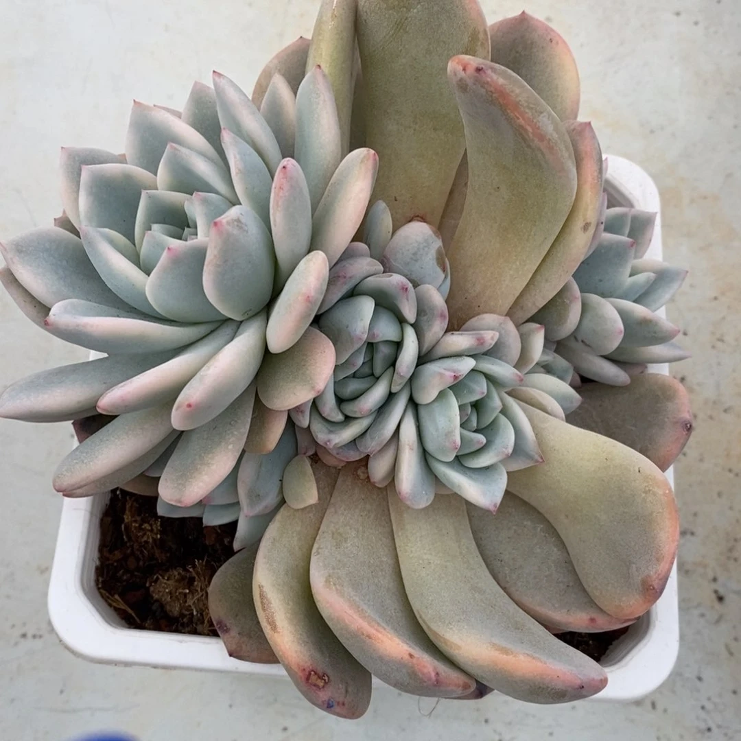 ?*?梦露锦多肉植物