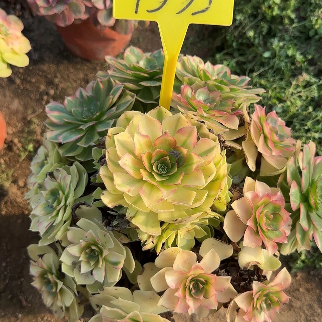 4335+-多头多肉植物雨荷多头多肉