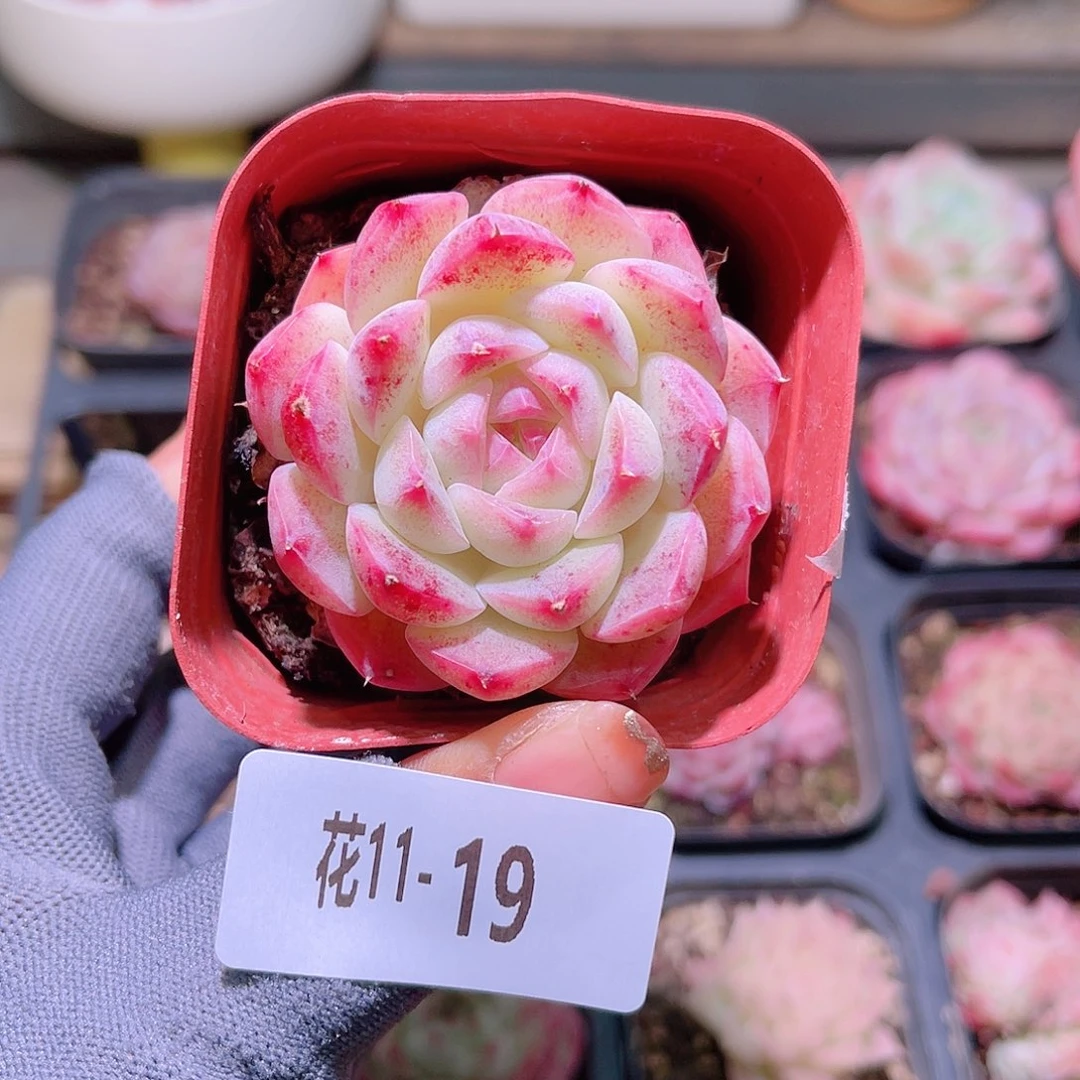 花11-19新品单头