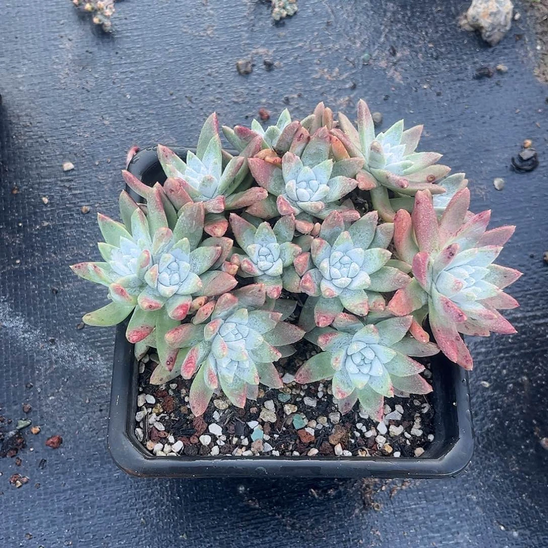 福利 1981  小鹿多肉一物一拍