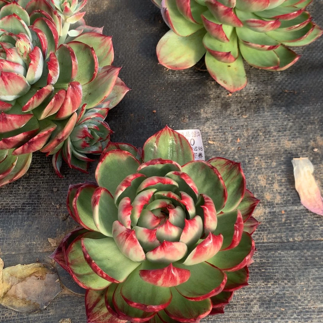 三***少2540号多肉植物惊鸿17厘米