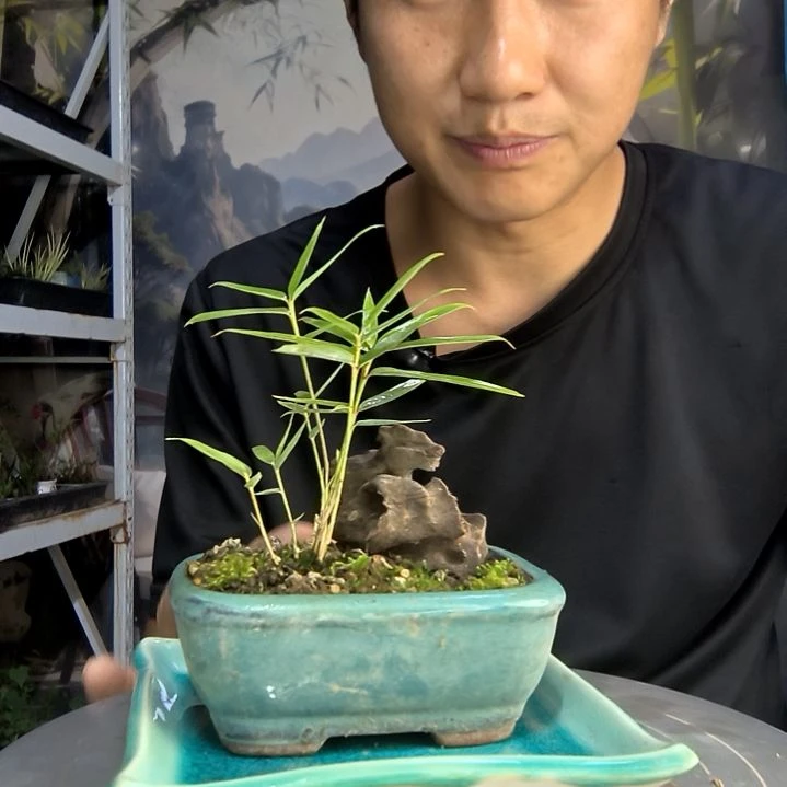 ?中青园艺一物一拍138