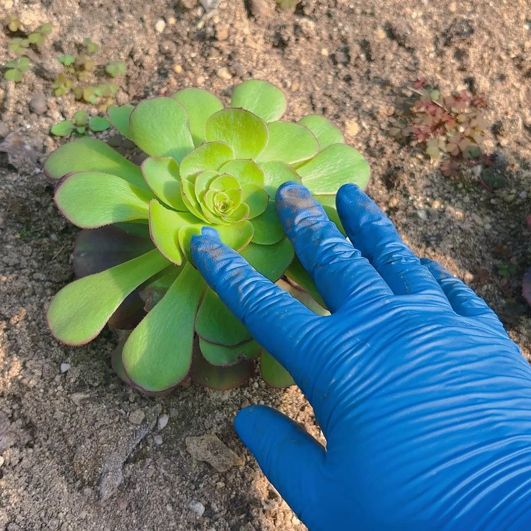 雨荷多肉植物带崽