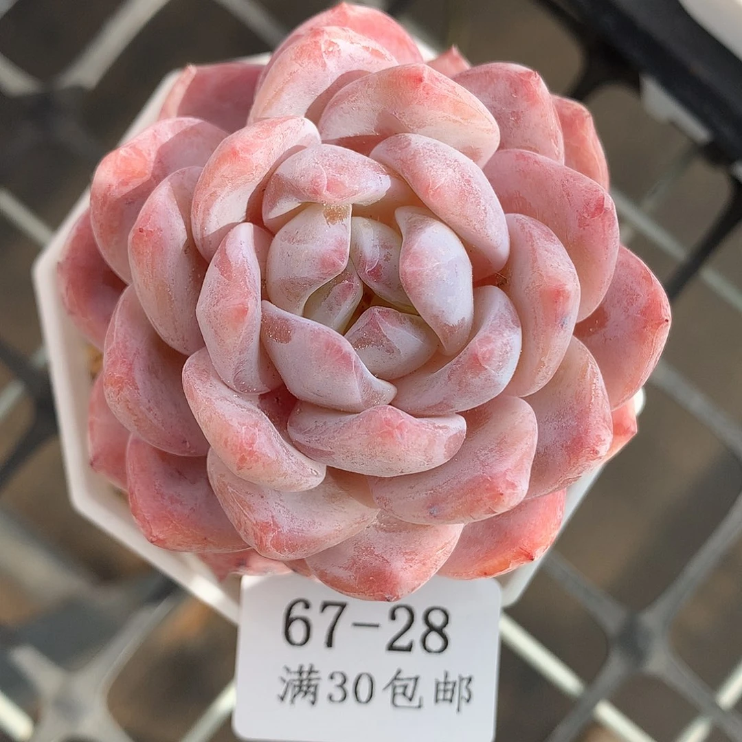 28。星影橙6cm多肉。