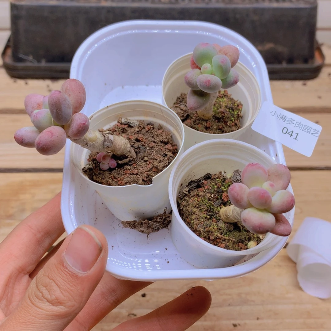 我要去看你了啊我041
