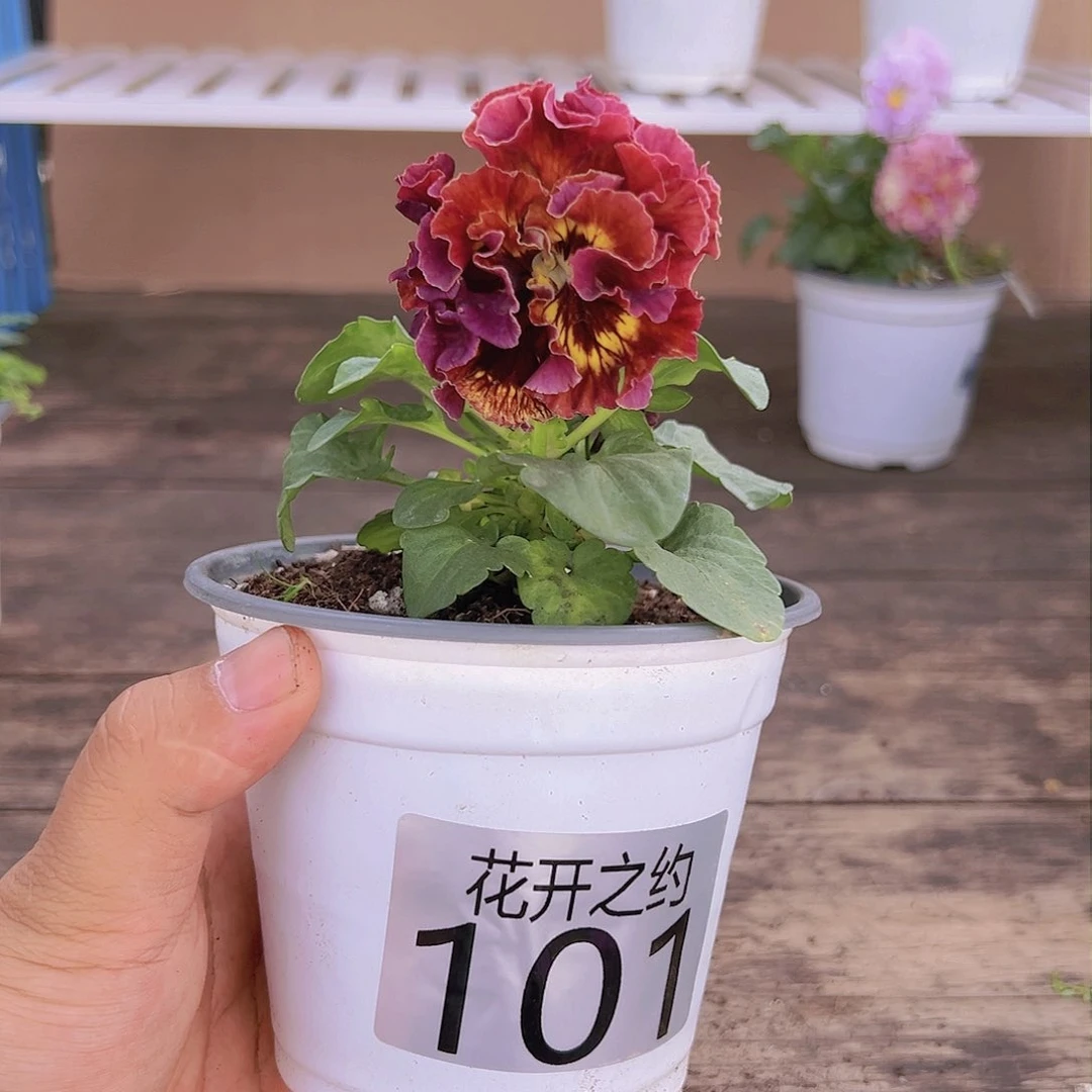 【闪购商品】完全开放101号