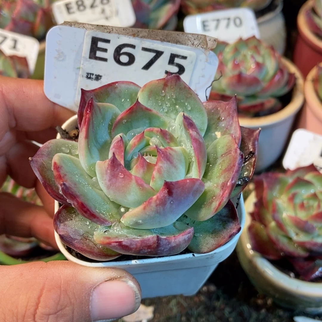 惊鸿一瞥675号楼多肉