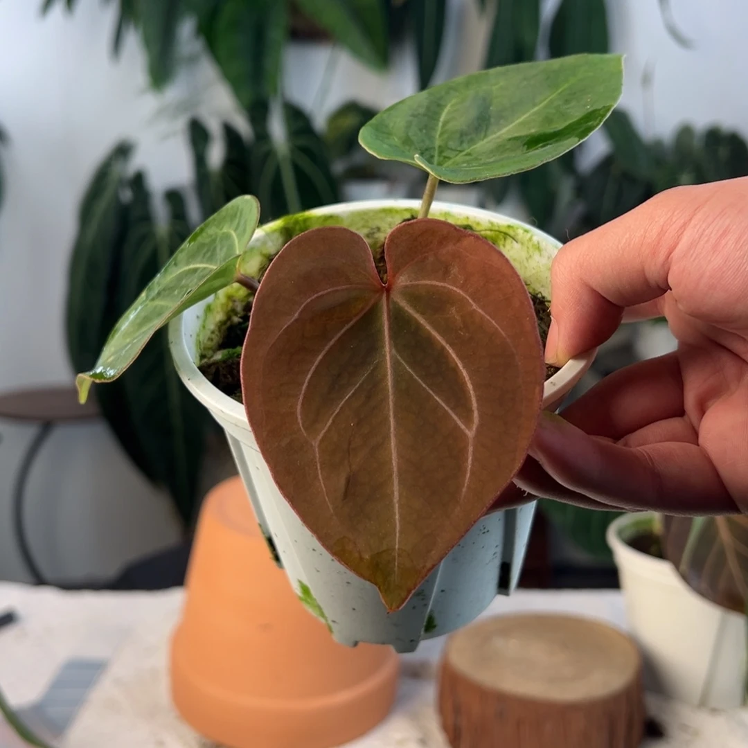 完全开放侧芽Kos｜黑桃王牌