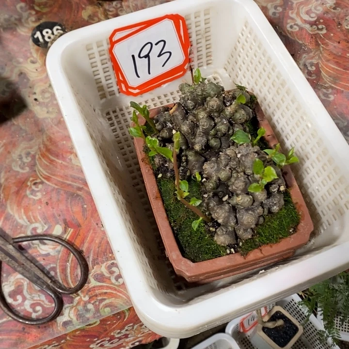 烟***雪无花朵退款拉黑拉黑193