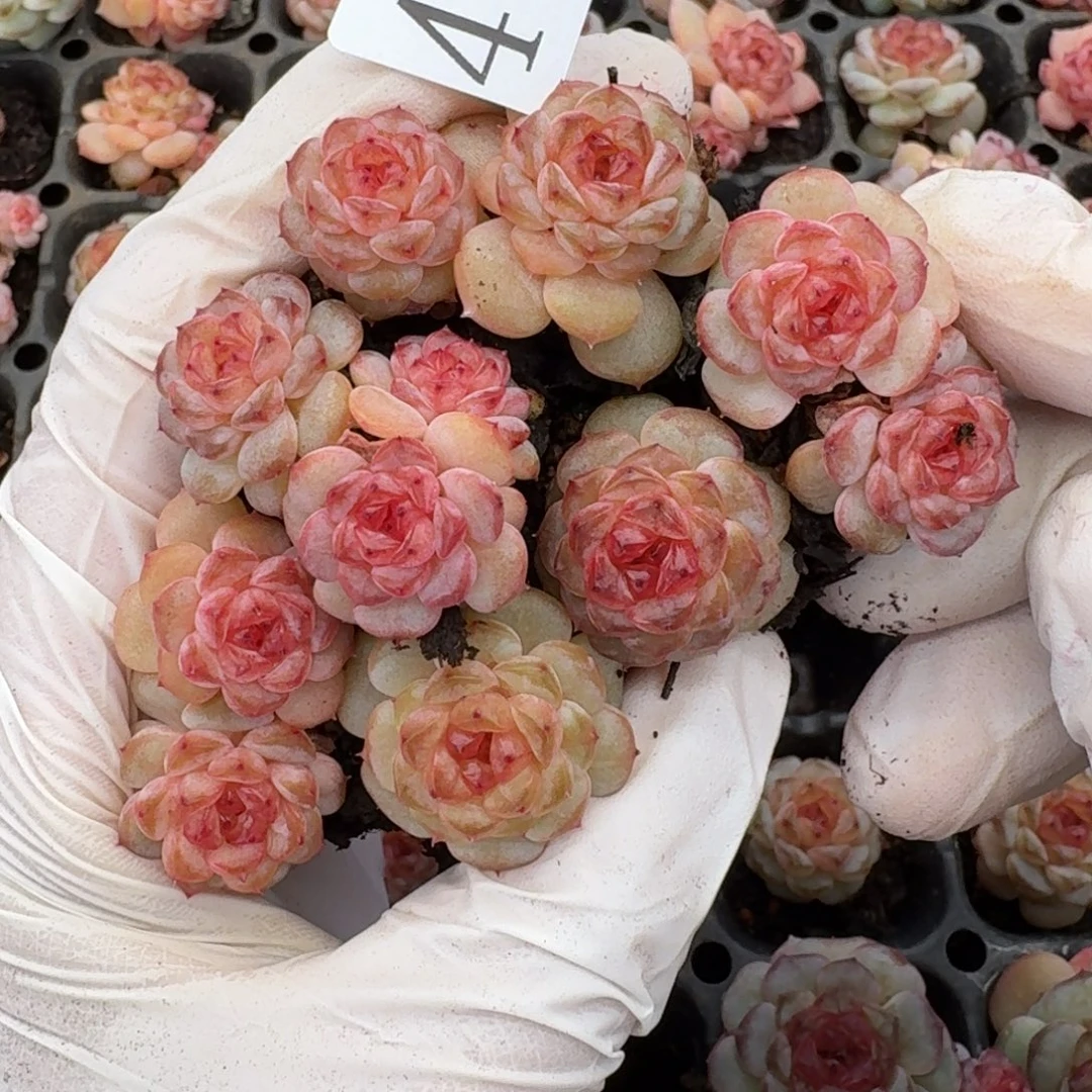 多肉植物多肉植物443