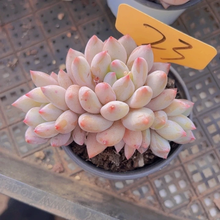 健健康康平平安安