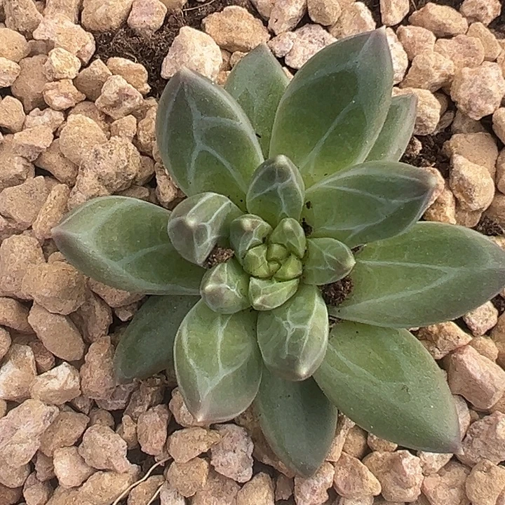 美人杂交特价一物一拍