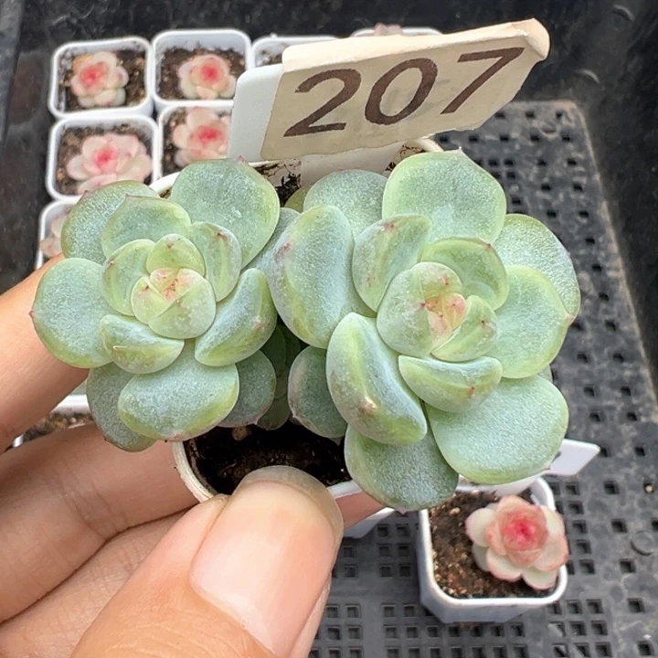 207号甜心t3000 晗雨多肉
