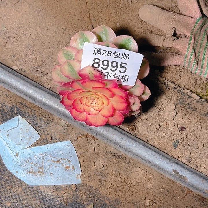 小***李8995倾城单头多肉植物