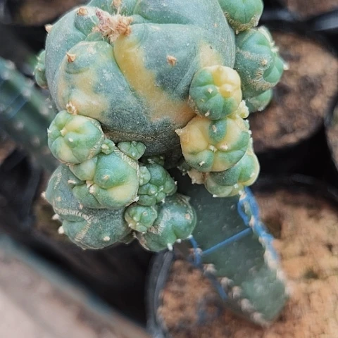 687清棚特价出售哦