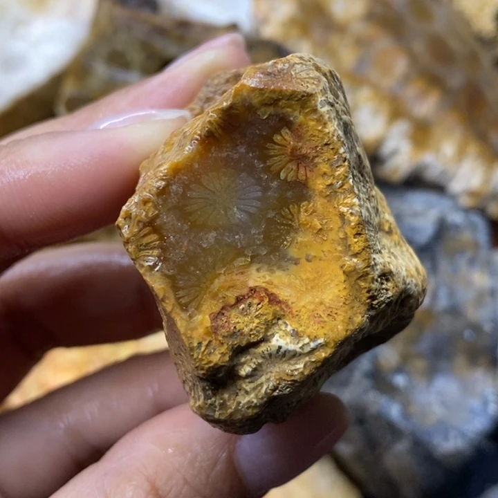 【闪购商品】未镶嵌珊瑚玉硅化玉