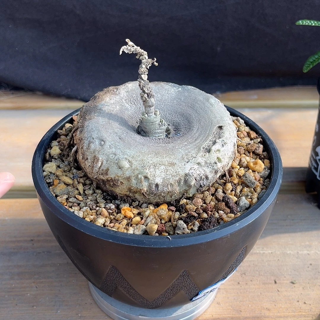 优选园艺龙卵窟，9.5公分