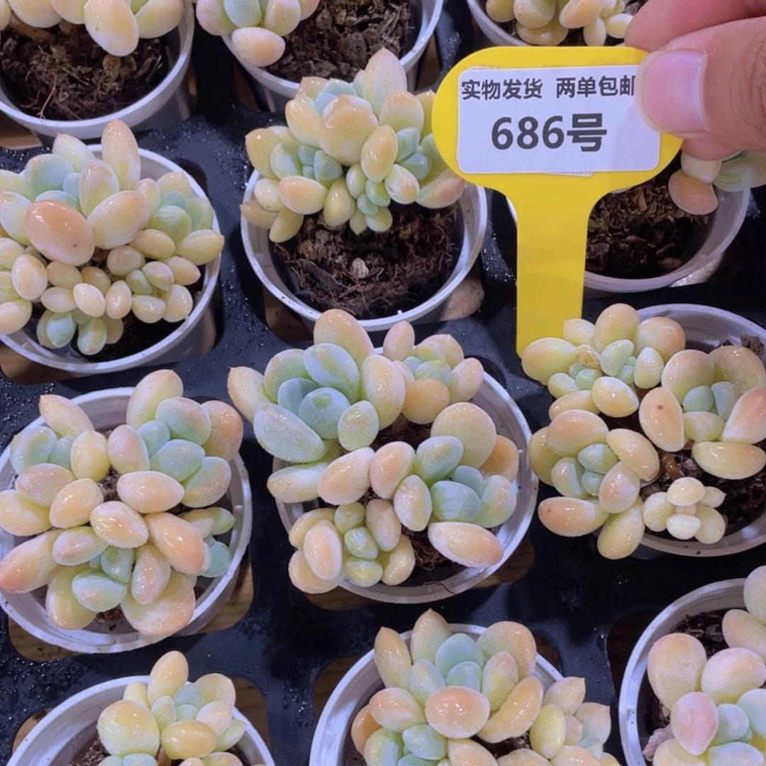 686号 老桩多头丽芙美人群一个